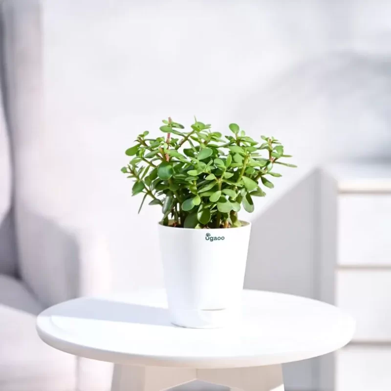 Jade Plant with Self Watering Pot White