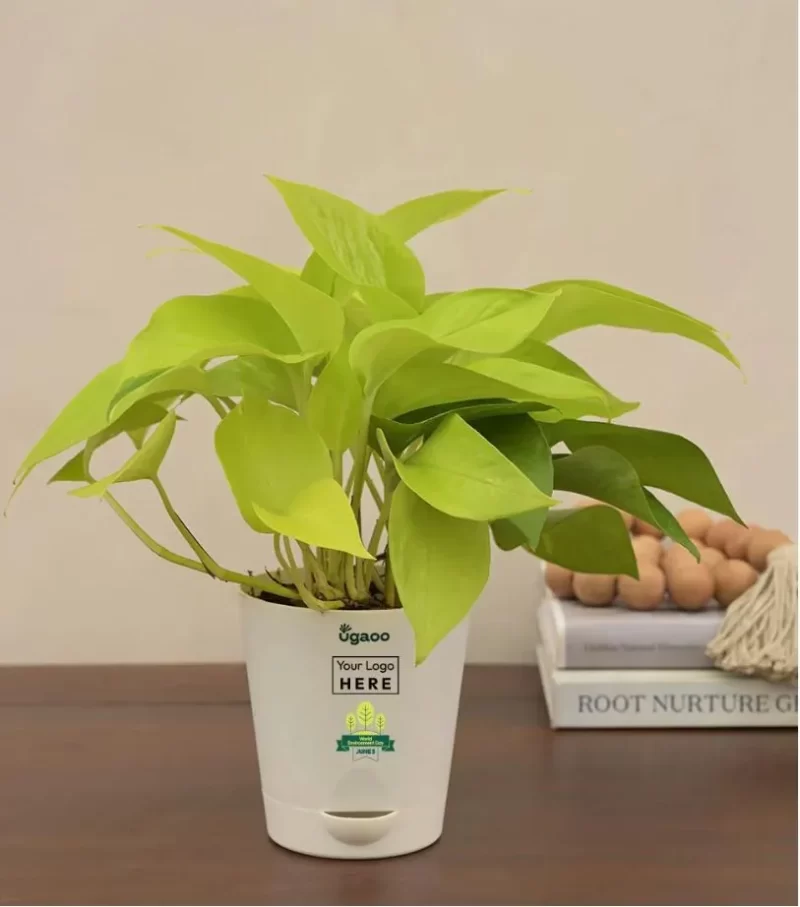 Money Plant Golden with Self Watering Pot White