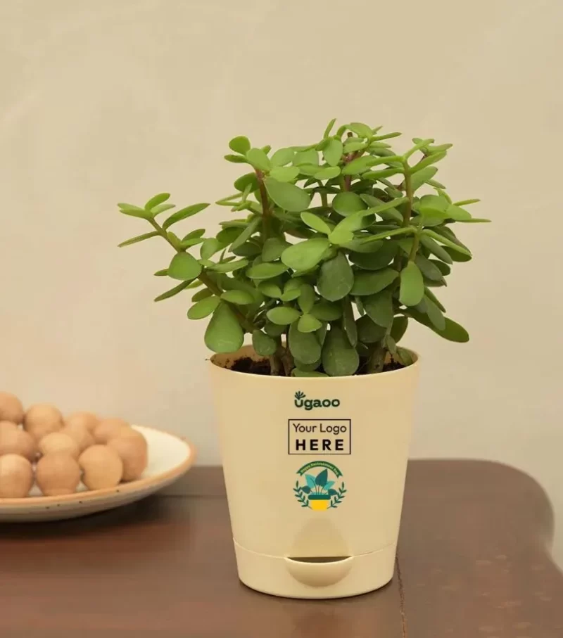 Jade Plant with Self Watering Pot White