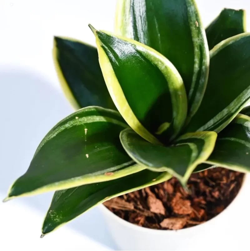 Snake Plant Golden Hahnii with Self Watering Pot White