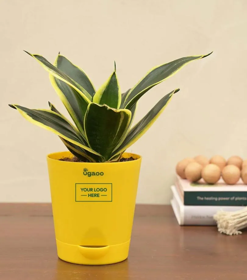 Snake Plant Golden Hahnii with Self Watering Pot White